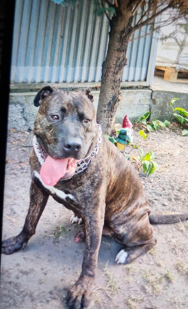 Pitbull szuka domu/Ogłoszenie grzecznosciowe