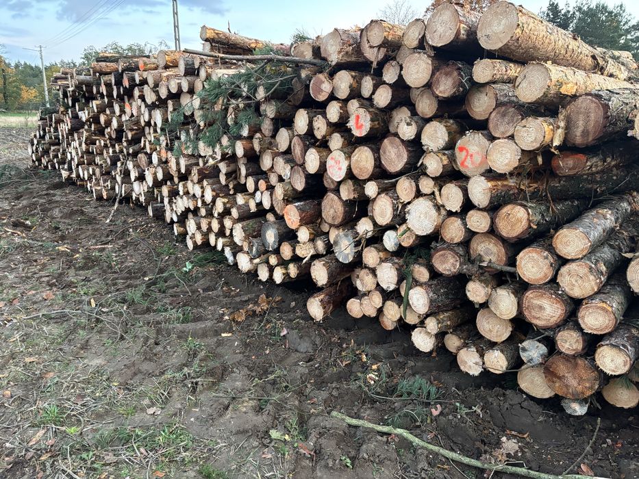 Drewno opałowe sosna opal