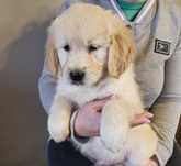 Golden Retriever szczeniak