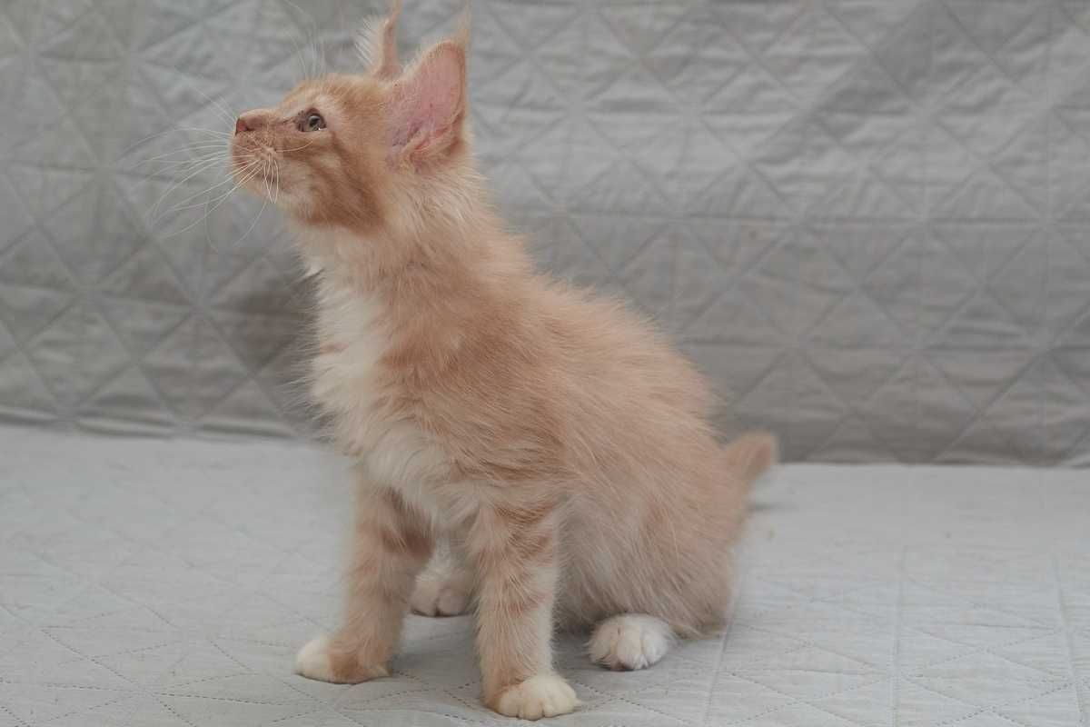 Maine Coon kremowy z białym kocurek Jeremi Nannarella*PL