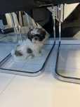 Shih Tzu szczeniaczki