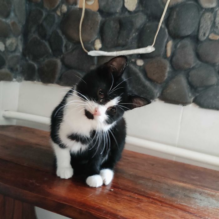 Кошеня кішечка в хороші руки