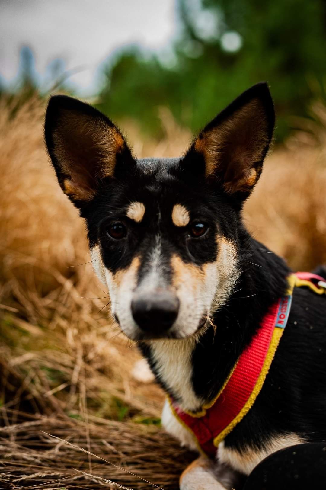 LENA - Czarna Uszatka DO ADOPCJI