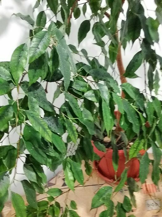 Фікус Бенджаміна Екзотика(Бенджаміна ‘Exotica’)