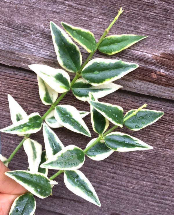 Hoya Bella Albomarginata хойя белла альбо