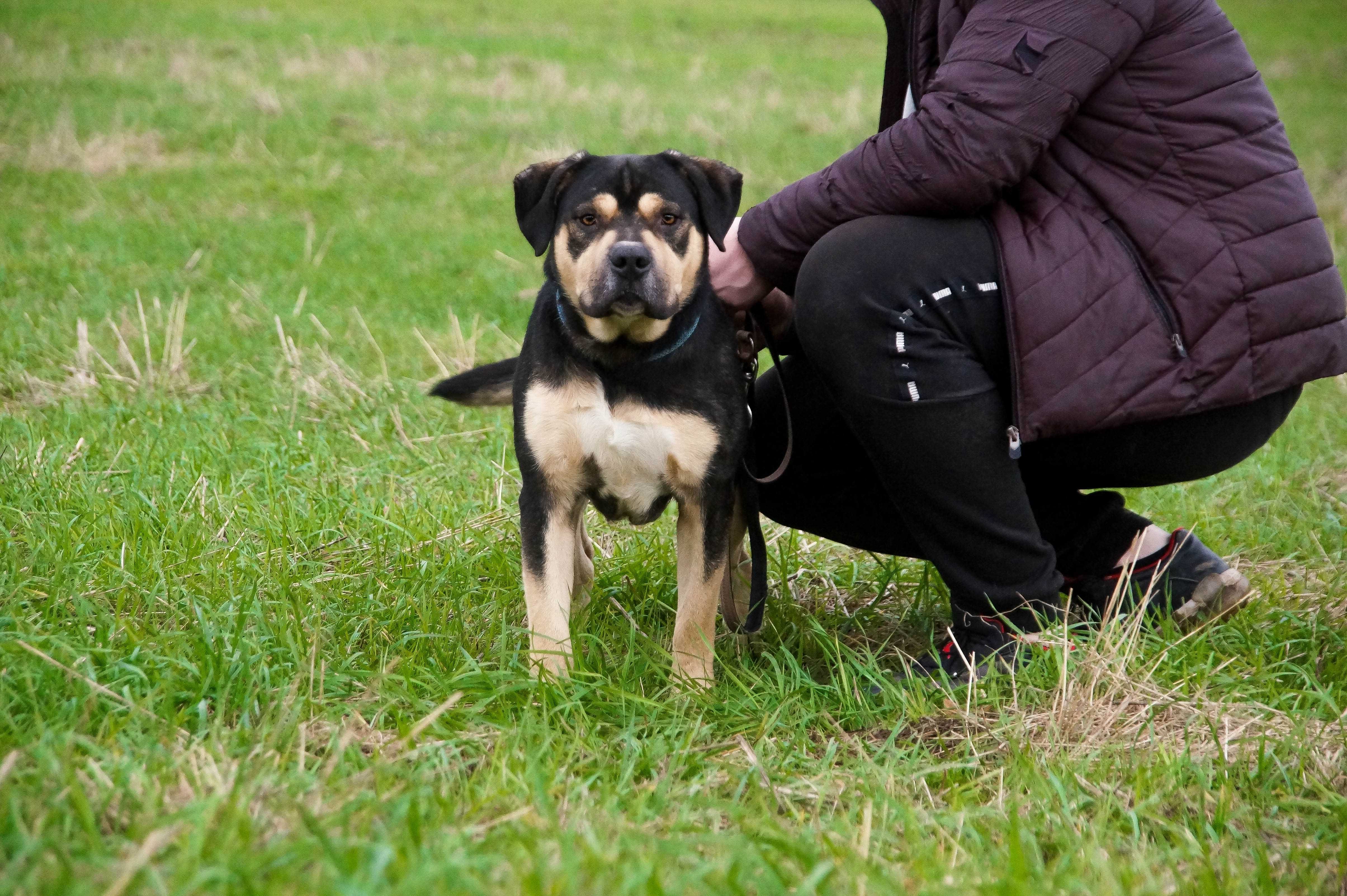 Żuber - kochany cielaczek do adopcji