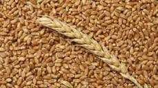 продам зерно пшеница