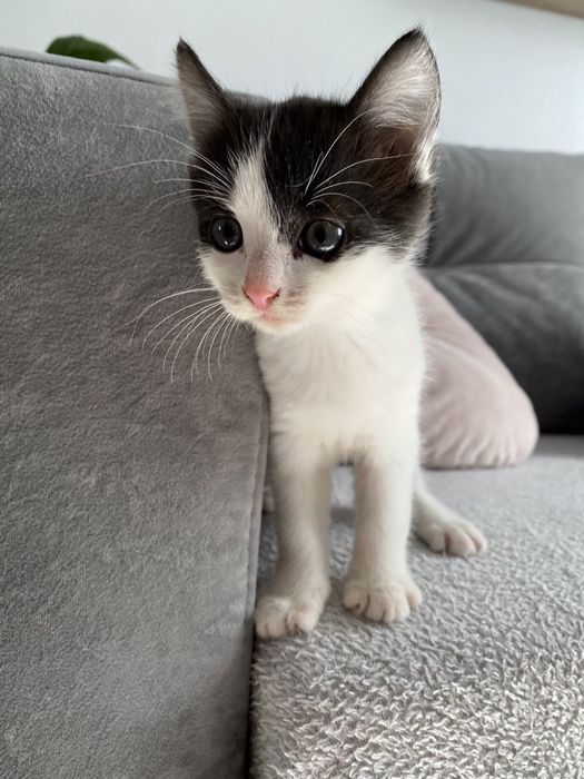 Кошенята 2 місяці