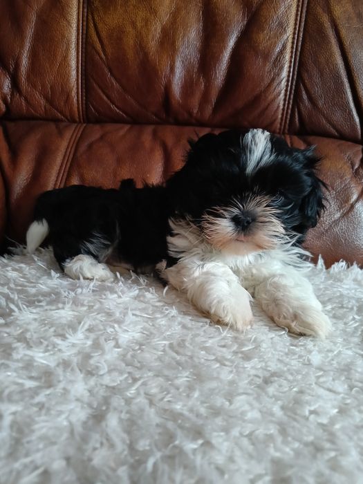 Czarno biała suczka Shih Tzu gotowa do odbioru