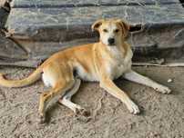 MANCHINHAS - Cãozinho muito jovem para Adoção!