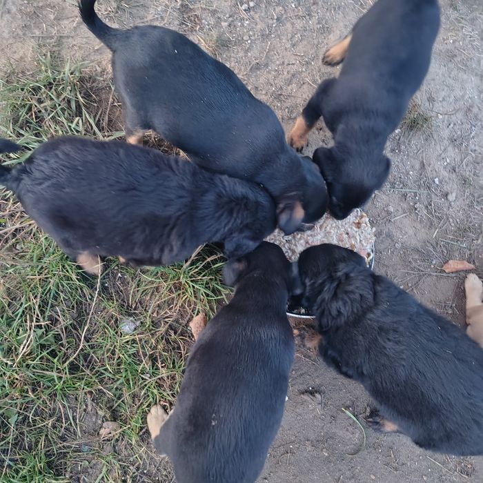 Oddam pieski za darmo