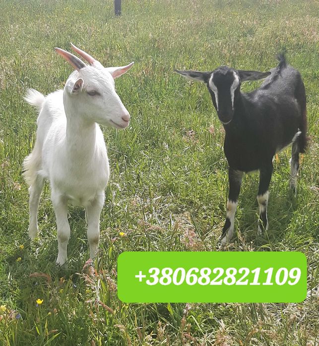 Продаю козенята альпійської і зааненської породи.