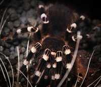 Acanthoscurria geniculata ~2.5dc