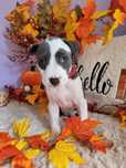 Cudowna suczka Amstaff blue!