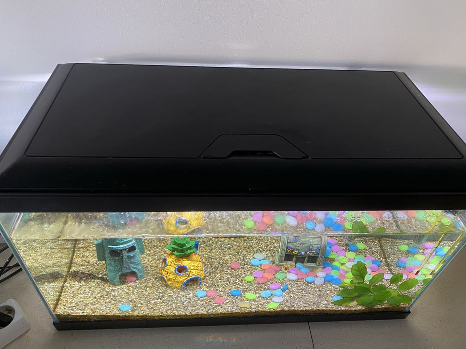 Aquario 60cm/equipamento/comida/decoracao/peixe