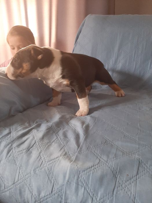 Bulterier standard-suczka