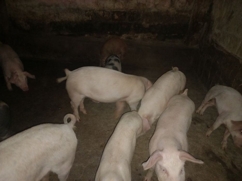 Vendo leitões cx Duroc