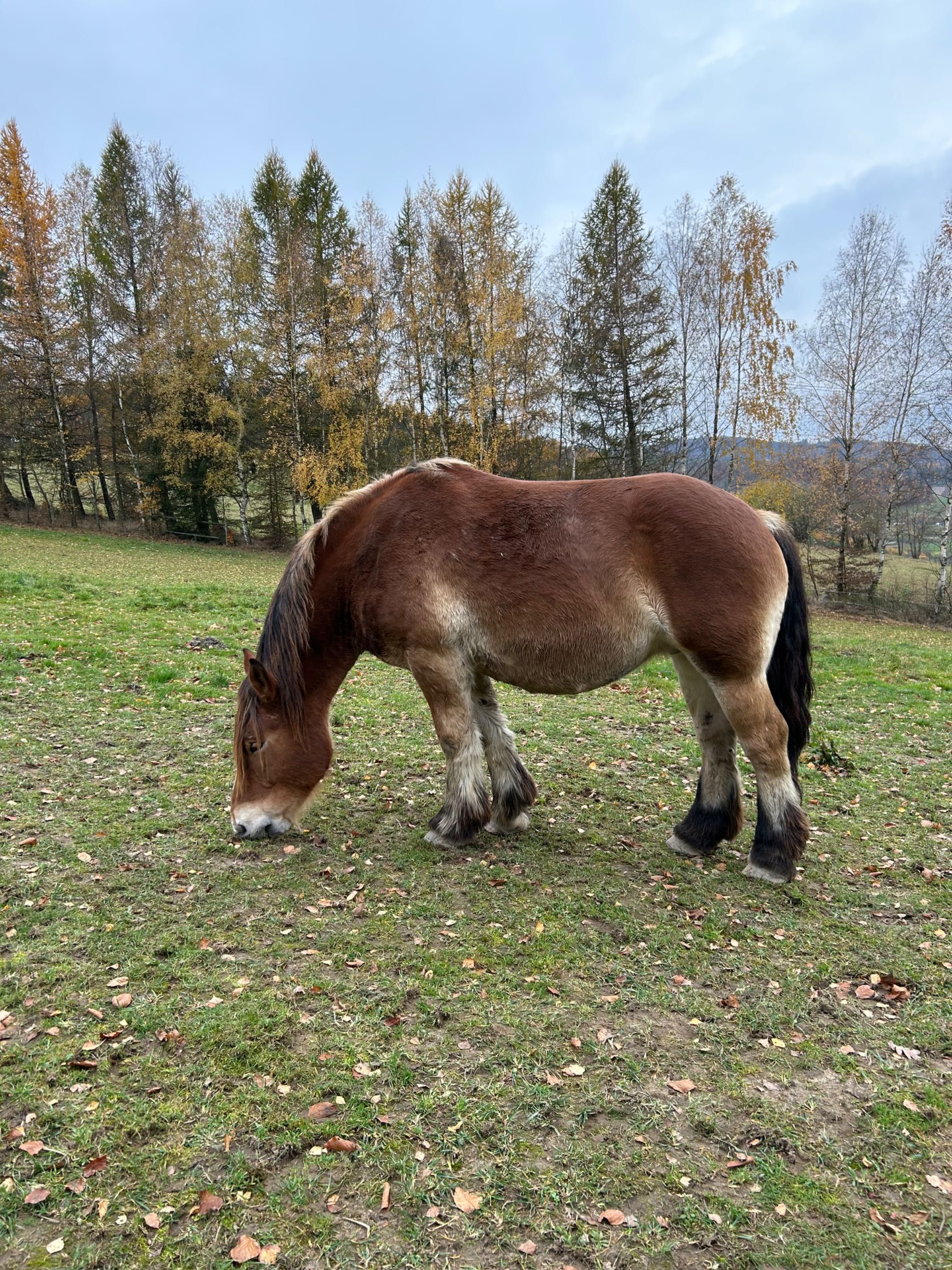 Klacz źrebna z licencją