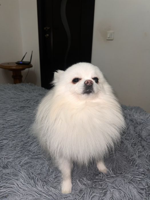 Вʼязка шпіц  білий