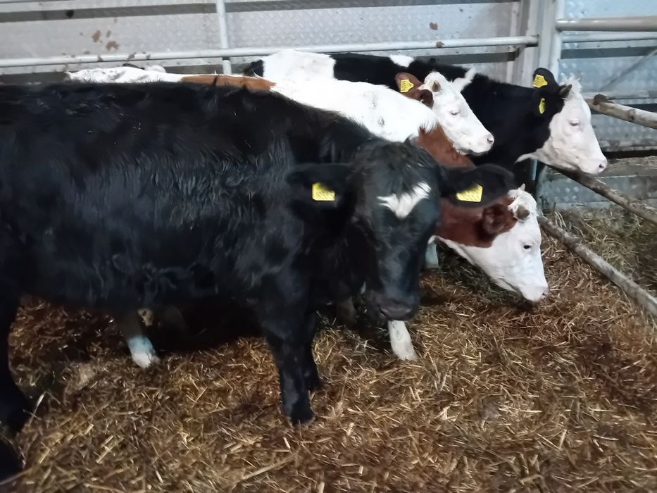 Sprzedam 3 Byki Siwe 5 jałowek simetal 300 kg