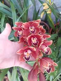 Orquídea linda vermelha
