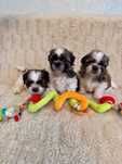 Szczeniaczek Shih Tzu