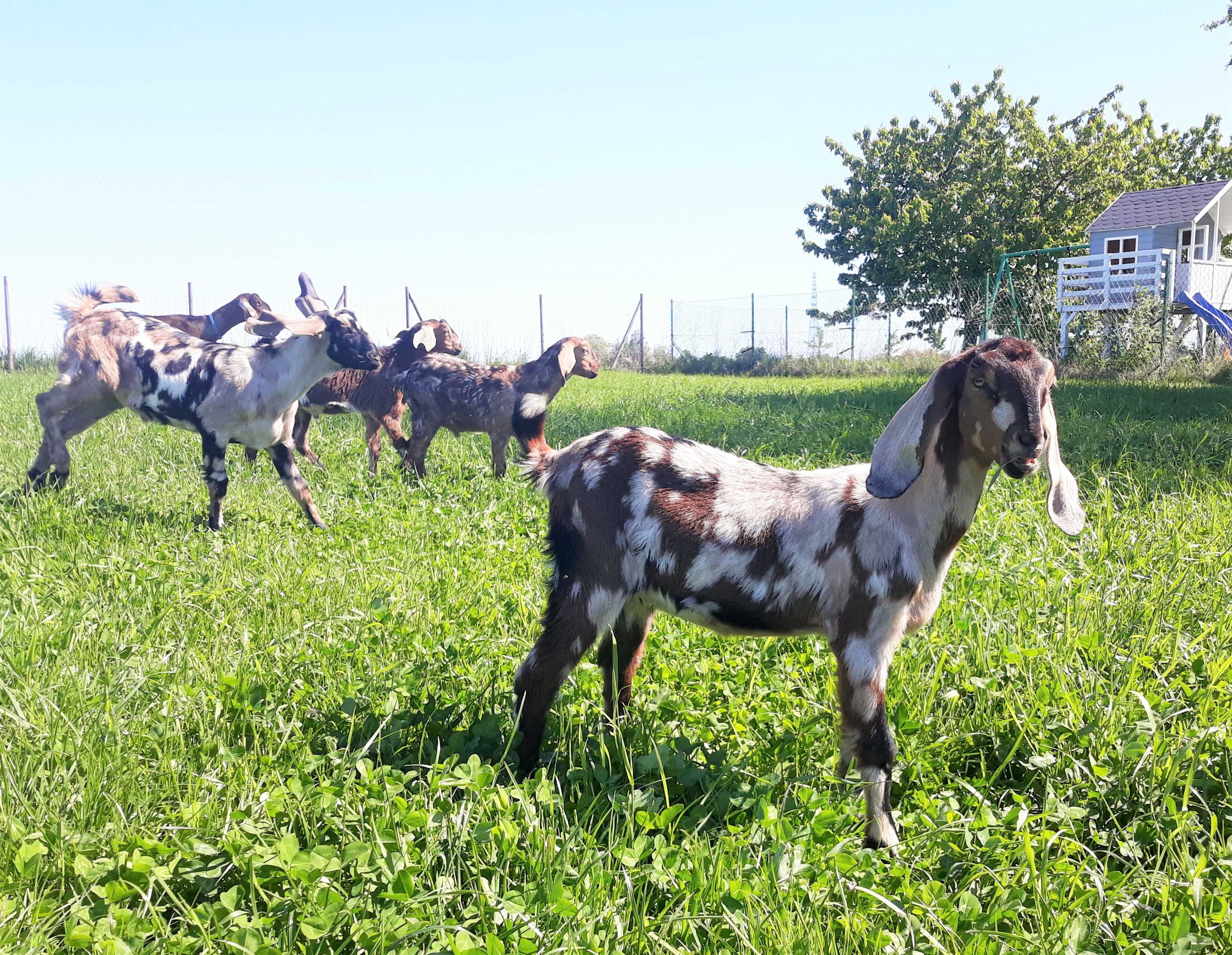 PIĘKNA Kózka Anglonubijska 100% NOG koza łaciata kozy anglonubijskie