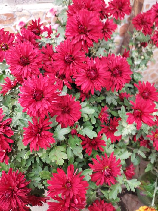 Мультифлора осіння