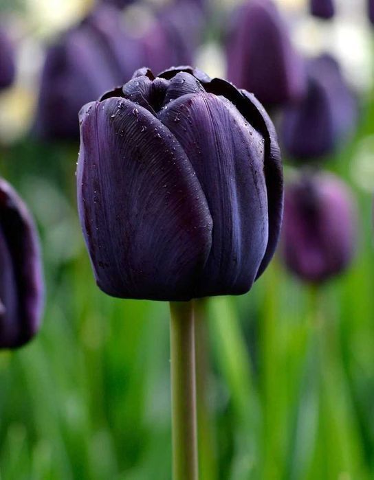 Cebulki TULIPANÓW Tulipan zestaw mix mieszanka Tulipany KWIATY