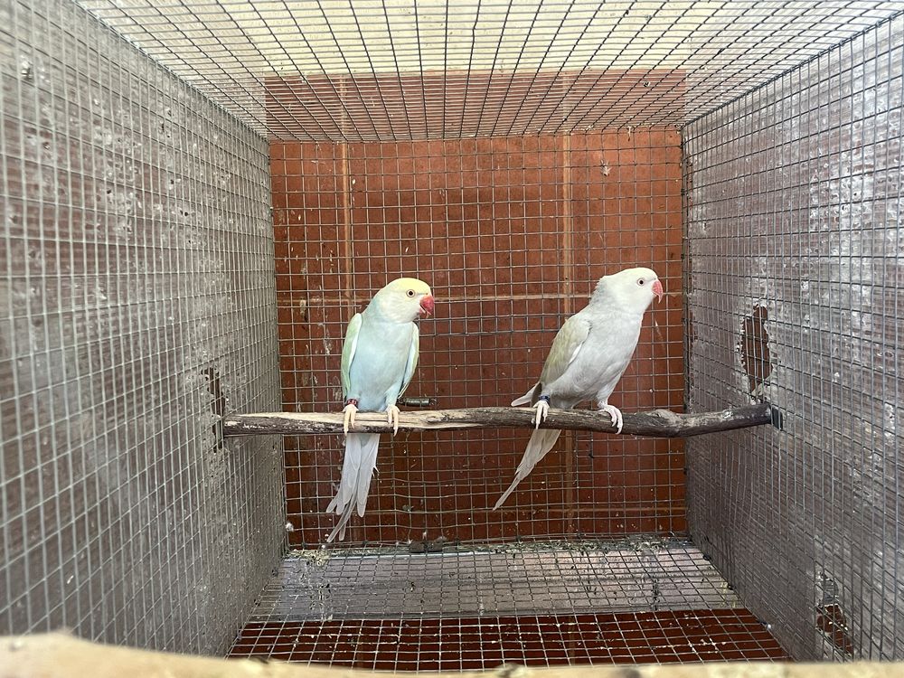 Casal de Ring necks prontos a criar