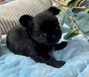 Chihuahua chlopiec FCI