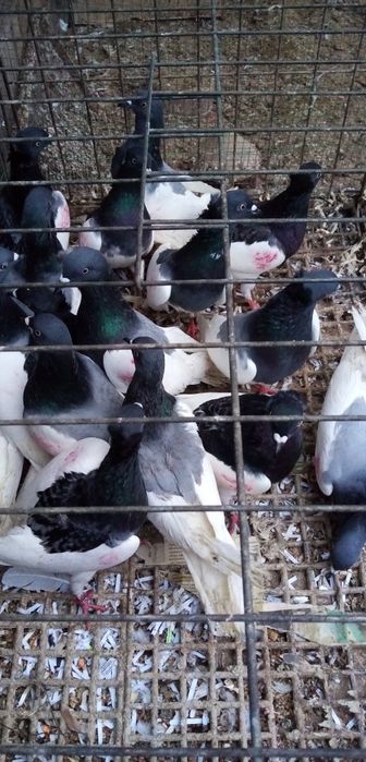 Gołębie Murzyny z lotu