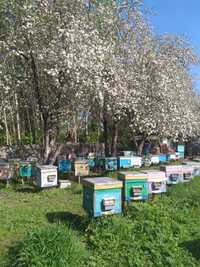 Продам пчел,  семьями