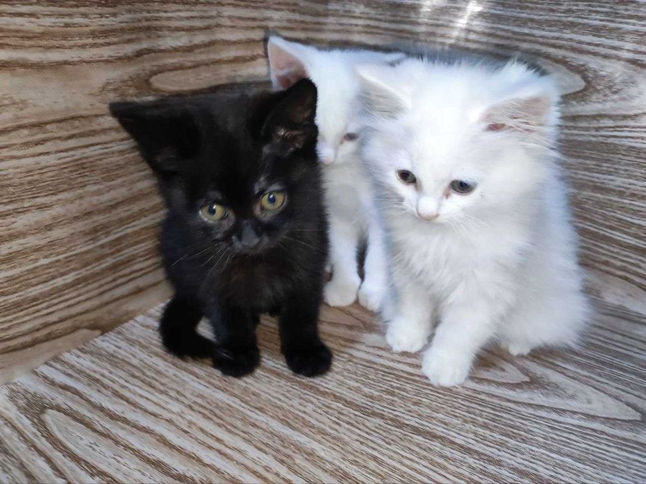 Віддам кошенят в добрі руки