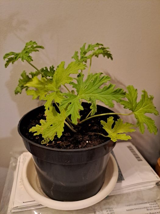 Geranium anginka cytrynka