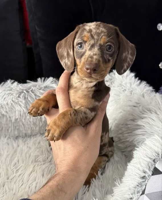 Teckel chocolate merle