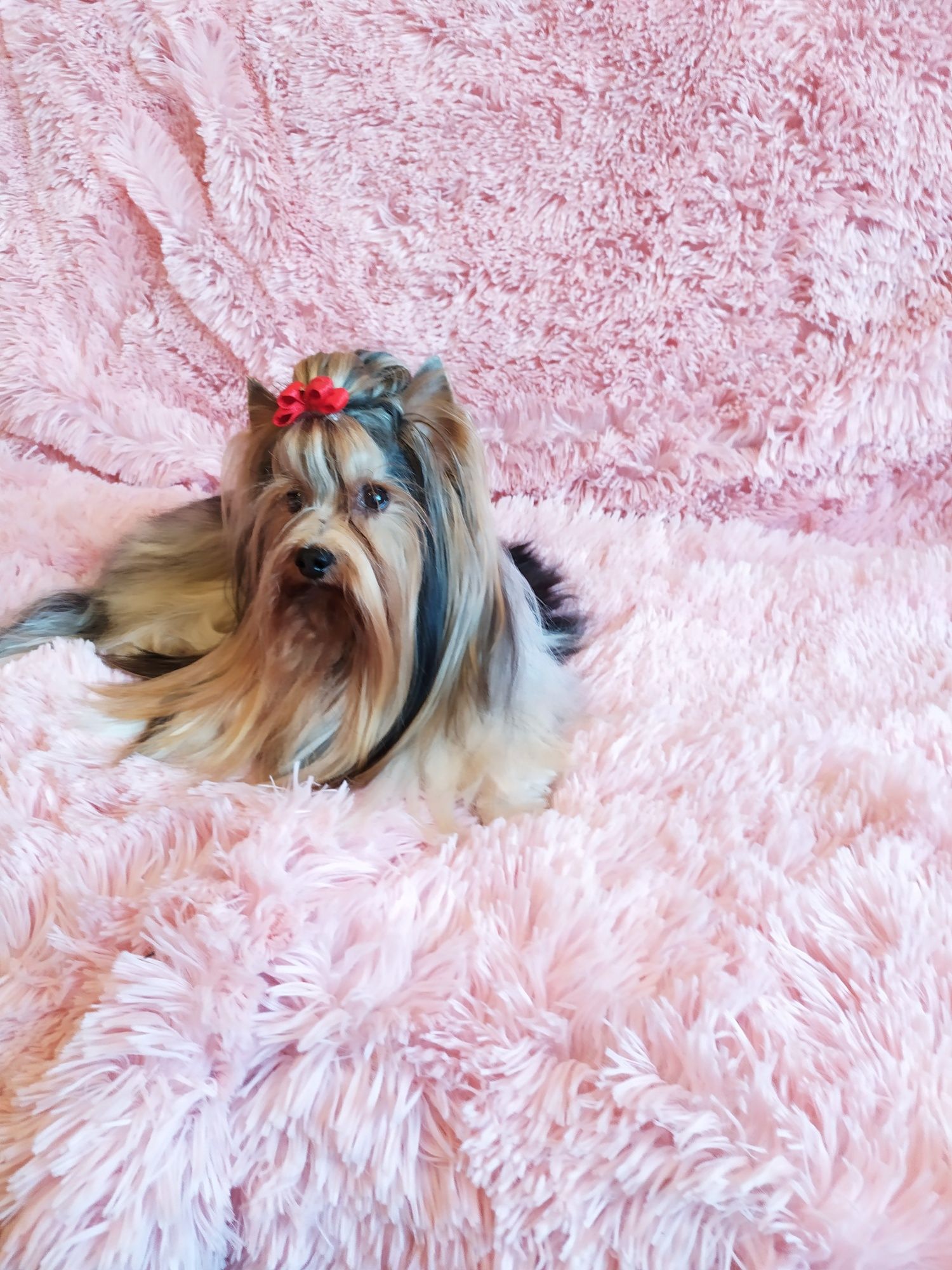 Biewer Yorkshire terrier,  samiec .