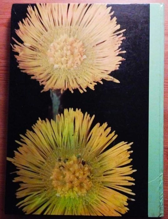 As Plantas Nossas Amigas: A Saúde Pelas Plantas Volume II