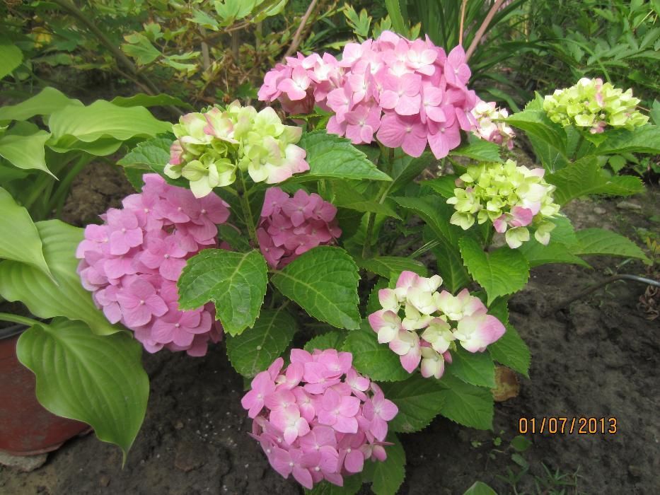 Гортензия крупноцветковая садовая