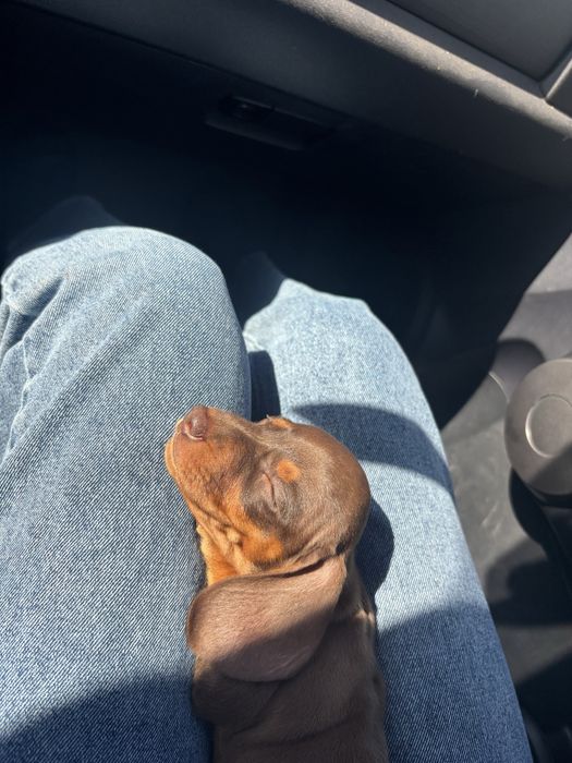 Jamnik czekoladowy krótkowłosy miniatura suczka