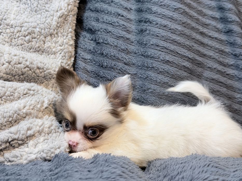 Chihuahua piesek bialo czekoladowy