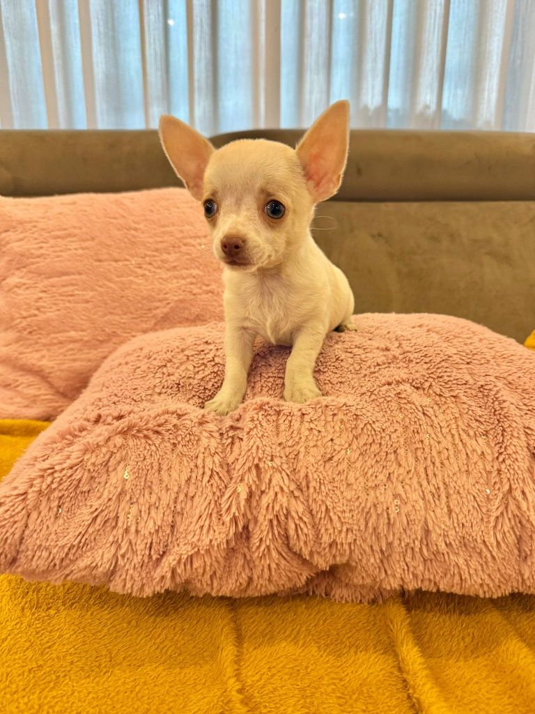 Chihuahua menino