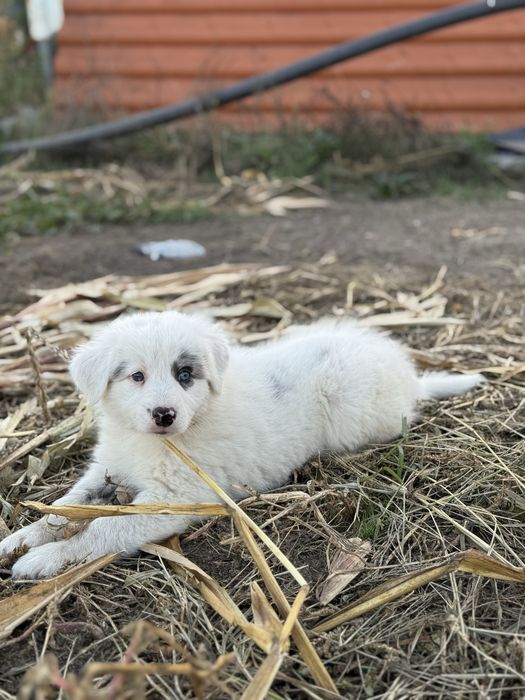 Border Collie azul merle