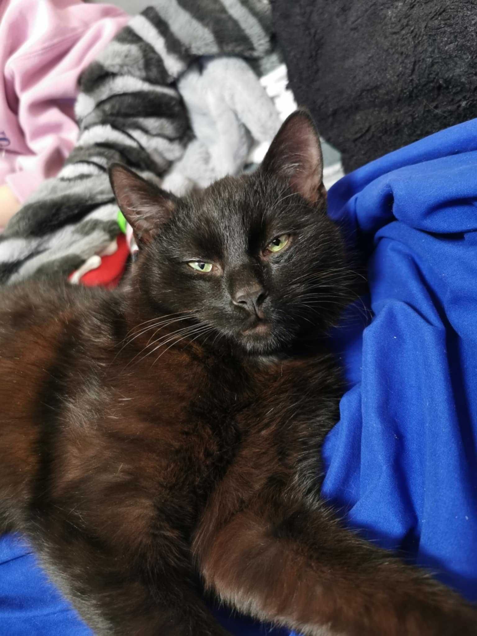 Kotek do adopcji, kocurek czarny