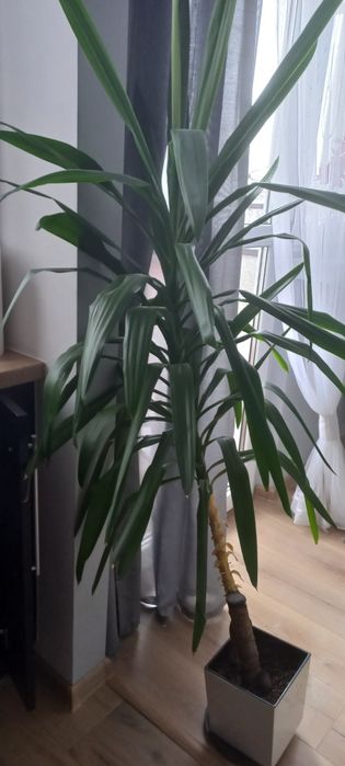 Kwiat doniczkowy DRACENA.