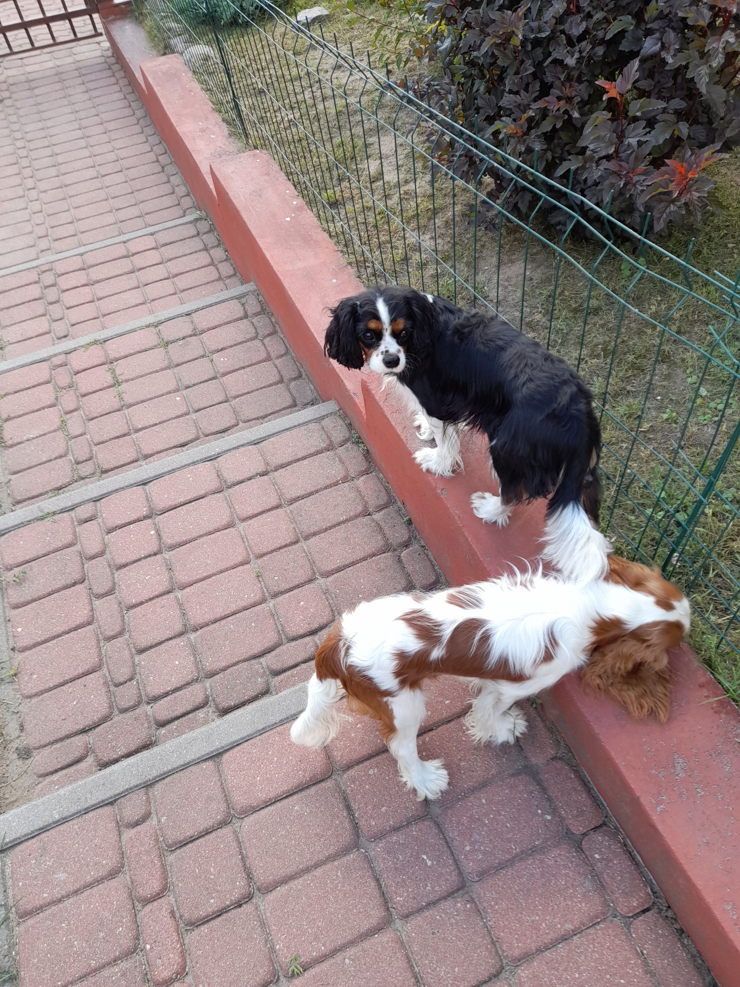 Cavalier King Charles Spaniel