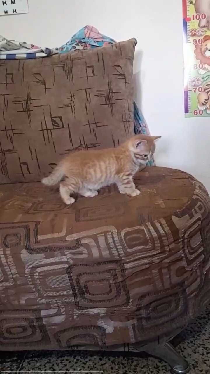 Котенок))  рыжий_ мальчик _ полу перс