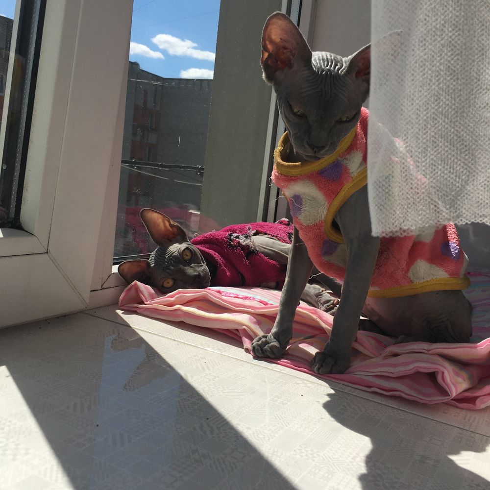 Canadian sphynx, naked cat, канадский сфинкс