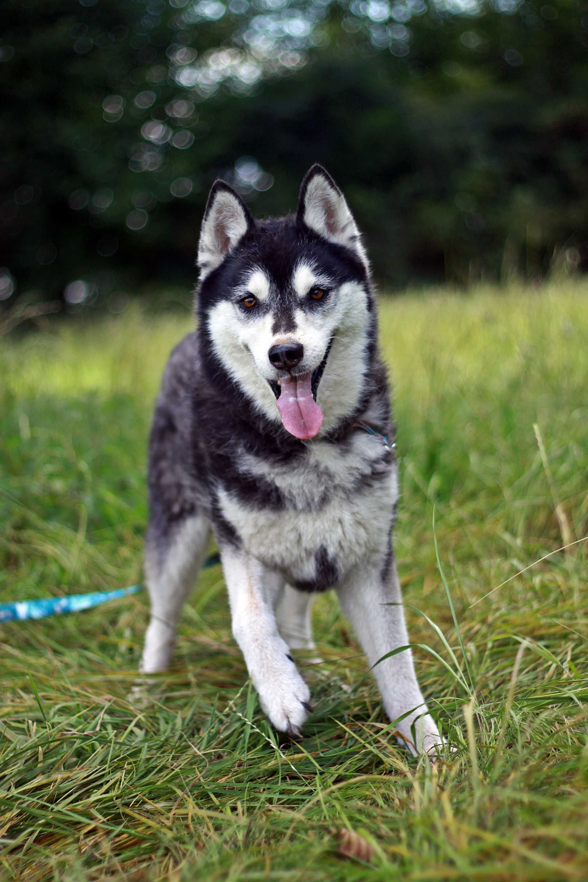 Kochana, przyjazna czarnulka, suczka husky szuka domu