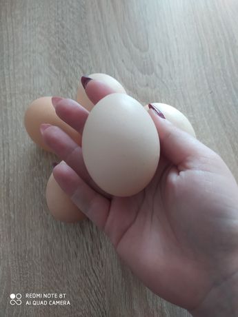 Jajka jajeczka wiejskie
